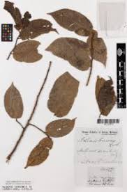 Image result for Antiaris