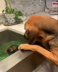 This Is So Sweet Sweet Sevimli Hayvan Yavrulari Dog Mom Kopek