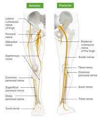 The human leg, in the general word sense, is the entire lower limb of the human body, including the foot, thigh and even the hip or gluteal region. Leg Concise Medical Knowledge