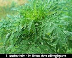 L'allergie à l'ambroisie empoisonne la vie de beaucoup, mais il existe des moyens naturels pour parmi les symptômes les plus fréquents de l'allergie à l'ambroisie on retrouve l'écoulement nasal. L Ambroisie Le Fleau Des Allergiques