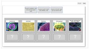 Animal cell include a cell wall, a large vacuole and plastids. Solved Reset Help Found In Animal Cells But Not Most Plan Chegg Com
