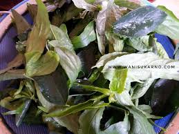Resepi labu masak lemak pucuk manis. Resepi Masak Lemak Labu Dan Pucuk Manis