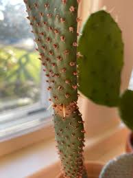 The beginning of its history can be traced back to the 19th century, when aboriginals would cook the tails of beavers over an open fire until the skin cracked and loosened, giving way to. Is My Beavertail Cactus Sending Out Roots Up In The Air