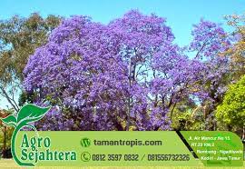 Tanaman hidroponik dan seputar tanaman bibit ecer jual bibit tanaman sayur ecer di surabaya. Jual Bunga Tabebuya Di Surabaya