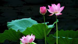 Lotus flower stock photos and images (77,544). Lotus Flower Wallpapers Top Free Lotus Flower Backgrounds Wallpaperaccess