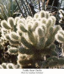 Jumping Cactus Chain Fruit And Teddy Bear Cholla Cactus Wryheat