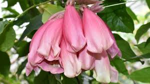 Image result for Tecomanthe dendrophila