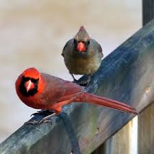 The cardinal bird symbolizes confidence mainly because it is known for being a confident species. Cardinal Bird Facts Lesson For Kids Study Com