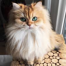 dlinnosherstnye koshki 31 dlinnosherstnaya poroda s nazvaniyami i foto