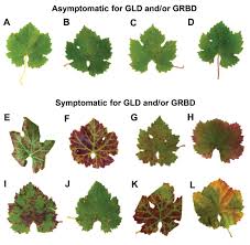 Image result for Grapevine leafroll virus