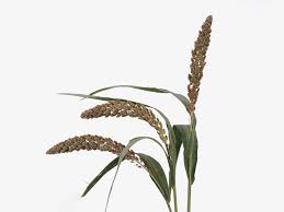 Image result for Setaria italica