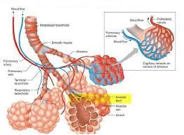 Alveoli Anatomy Diagrams Health Pictures Anatomi Dan Fisiologi Kedokteran Biologi