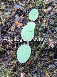 Image result for Hydrolea brevistyla