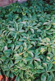 Image result for Pachycarpus spurius