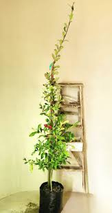 Image result for Combretum kraussii