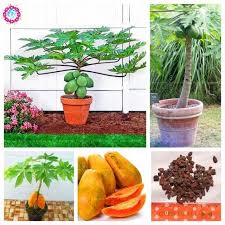 Tumbuhan ini berasal dari mexico selatan, namun kini pokoknya ditanam di hampir semua negara beriklim tropika. Bonsai Betik Boleh Buat Anda Jutawan Sentiasa Panas