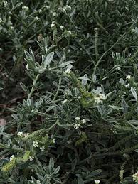 Image result for Euploca katangensis