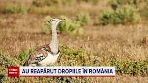 Check spelling or type a new query. Cea Mai Mare PasÄƒre ZburÄƒtoare Din Lume A Revenit In Romania De Ce DispÄƒruse In Anii 90 Youtube