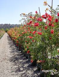 Image result for Callistemon