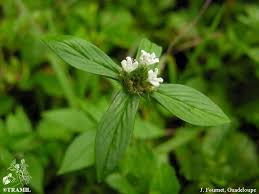 Image result for Spermacoce senensis