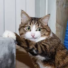 When you don't go to a breeder to purchase your kitten or full grown cat, it can be very difficult to tell if your cat is a maine coon or not. There Are 5 Feline Personality Types Which Is Your Cat Meowingtons