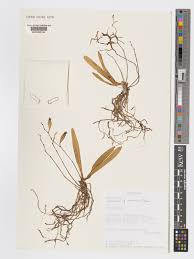 Image result for Angraecum calceolus