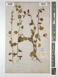 Image result for Capparis cartilaginea