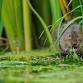 Suffolk Wildlife Trust 64th Annual General Meeting event image