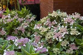 Image result for Argomuellera macrophylla