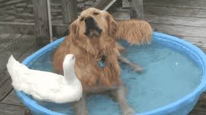 Click on the coloring page to open in a new window and print. Rescue Riders Dragons Species School Of Dragons How To Train Your Dragon Games