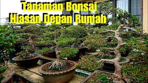 Maybe you would like to learn more about one of these? Bonsai Bunga Taman Bonsai Tanaman Hias Depan Ru Youtube