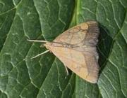 Image result for Evergestis limbata