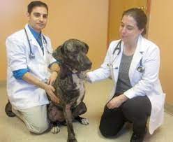 Health and safety policy for harris county requires all employees and visitors to wear face coverings. Unleashing New Pet Health Care Pawsibilities Anchor Animal Hospital