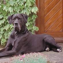 Males weigh between 120 and 200 pounds, while females weight between 100 and 130 pounds. Puppyfind Great Dane Puppies For Sale