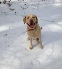 The labrador retriever is a retrieving gun dog famous in the united states, united kingdom as well as canada. Reviews Maco Light Labradors