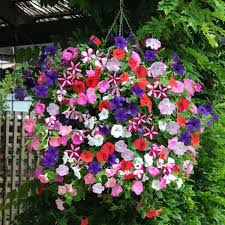 Petunia Easy Wave Mix | 5 x 6cm Garden ...