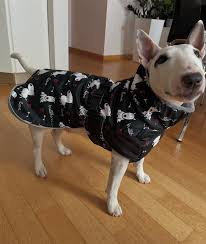 Image result for bulteriér