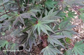 Image result for Shira Red 2014 S1