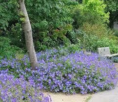 Geranium Cranesbill Rozanne Cranesbill Geraniums Hardy Geraniums Continue To Gain Popularity Among Ga Hardy Geranium Cranesbill Geranium Geranium Rozanne