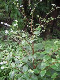 Image result for Boraginaceae