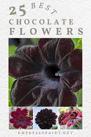 Instead, it is propagated by the division of its tubers. 25 Plants With The Look Or Fragrance Of Chocolate Empress Of Dirt