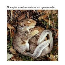 Bnde Snle Boyle Olmak Isterdim Hayvan Bebekler Hayvanlar Bebek Sincap