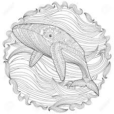 Humpback whales are found in every ocean in the world. Coloring Pages For Adults With Humpback Whale For Anti Stress Royalty Free Cliparts Vectors And Stock Illustration Image 142649691