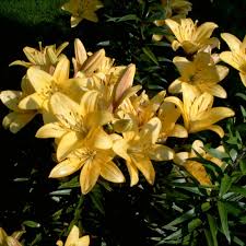Lilien Uralte Kosmopoliten In 2020 Zierpflanzen Lilien Pflanzen