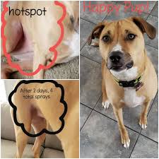 27 Dog Products With Satisfying Before And After Photos Pets Pet Owners Your Pet