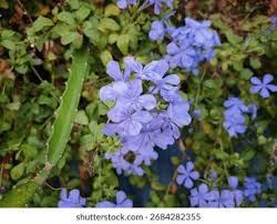 Image result for Plumbaginaceae