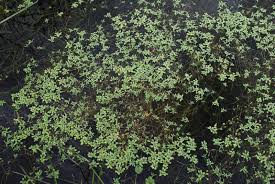 Image result for Callitriche