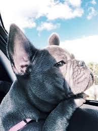 Ballpark bulldogs, located in north texas, is home to the most amazing dog breeds in the world, the english and french bulldog. Texas Charm Frenchies