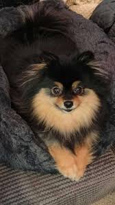 Então, a época de calor chegou. Alguém de vocês, queridos, tem alguma dica  do que eu deveria dar para a minha pequena Doris? Quero o corte mais curto  possível sem prejudicar sua