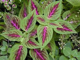 Image result for Coleus shirensis